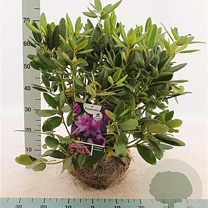 Rhododendron 'Catawb. Grandiflorum' 50-60 cm met kluit
