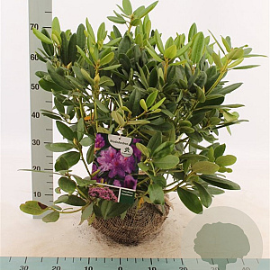 Rhododendron 'Catawb. Grandiflorum' 50-60 cm met kluit
