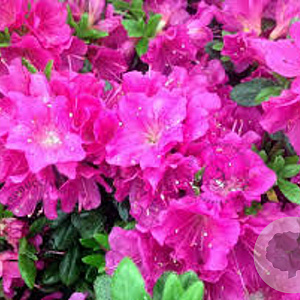 Rhododendron (AJ) Geisha Purple 25 cm 2,5L