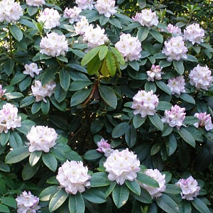 Rhododendron 'Gomer Waterer' 50-60 cm met kluit