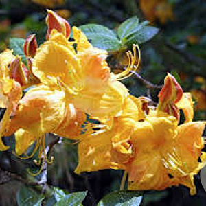 Rhododendron (AK) 'Klondyke' 40 cm 5,0L