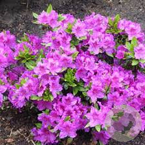 Rhododendron (AJ) 'Königstein' 30-35 cm 5,0L