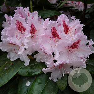 Rhododendron (C) 'Le Progrès' 30-40 cm 5,0L