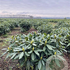 Rhododendron 'Madame Masson' 50-60 cm met kluit