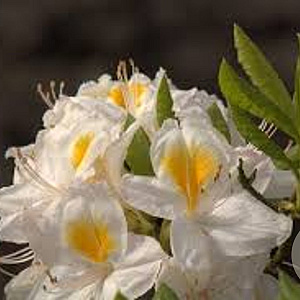 Rhododendron (AK) 'Persil' 40 cm 5,0L