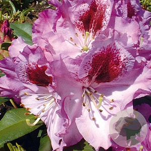 Rhododendron Pfauenauge 50-60 cm met kluit