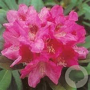 Rhododendron (Y) 'Sneezy' 25-30 cm 4,0L