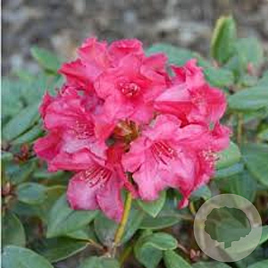 Rhododendron (W) 'Tromba' 30-35 cm 5,0L