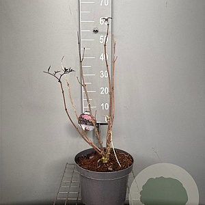 Sambucus nigra Black Lace 50-60 cm 7,5L