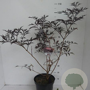 Sambucus nigra Black Lace 50-60 cm 7,5L