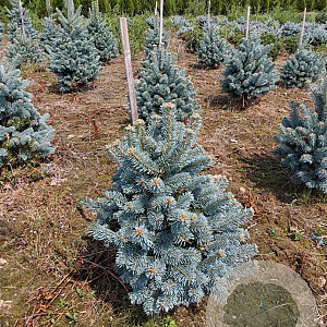 Abies lasiocarpa 'Compacta' 40-50 cm met kluit
