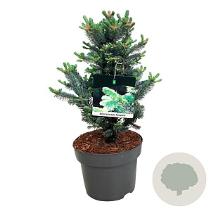 Abies lasiocarpa 'Compacta' 50-60 cm met kluit