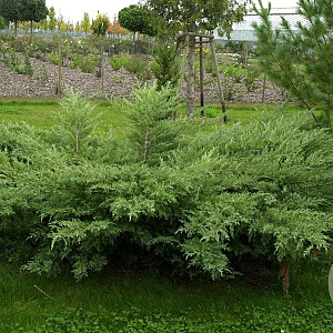Juniperus virg. 'Hetz' 150-175 cm cont. 500L bonsai