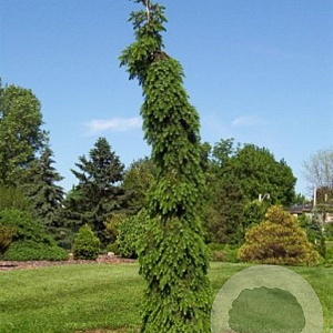 Picea omorika 'Pendula Bruns' 100-120 cm met kluit verplant