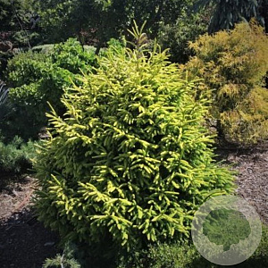 Picea orientalis 'Golden Start' 80-100 cm met kluit verplant
