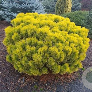 Pinus mugo 'Wintersonne' 20-25 cm met kluit
