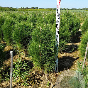 Pinus nigra 'Green Tower' 60-80 cm met kluit
