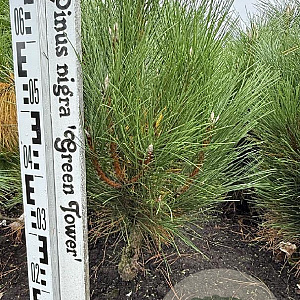 Pinus nigra 'Green Tower' 60-80 cm met kluit