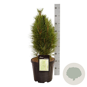 Pinus nigra 'Green Tower' 100-120 cm met kluit verplant