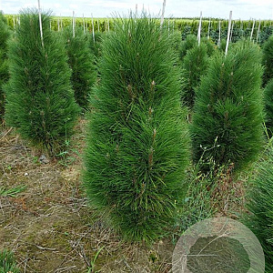 Pinus nigra 'Green Tower' 120-140 cm met kluit verplant