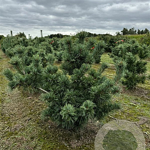 Pinus parviflora 'Schoons Bonzai' 60-70 cm met kluit