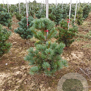 Pinus parv. 'Negishi' 40-50 cm met kluit