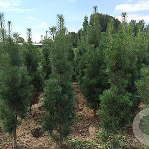 Pinus strobus 'Stowe Pillar' 120-140 cm met kluit