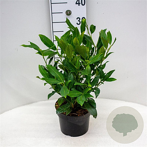 Prunus l. 'Herbergii' 30-40 cm 3,0L