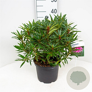 Rhododendron ponticum 'Graziella' 30-40 cm 5,0L