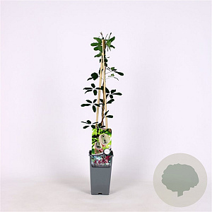 Akebia quinata 40-60 cm 2,0L met stok