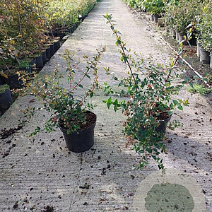 Abelia grandiflora 50-60 cm 7,5L