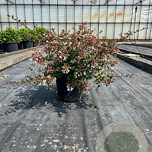 Abelia grandiflora 50-60 cm 7,5L