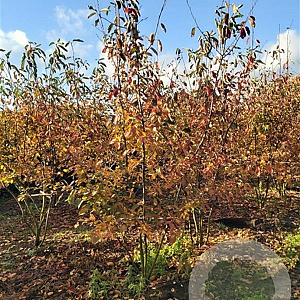 Amelanchier lamarckii 250-300 cm draadkluit meerstammig