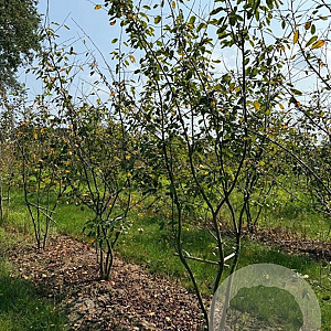 Amelanchier lamarckii 250-300 cm draadkluit meerstammig