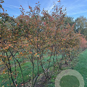 Amelanchier lamarckii 250-300 cm draadkluit meerstammig