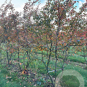 Amelanchier lamarckii 250-300 cm draadkluit meerstammig