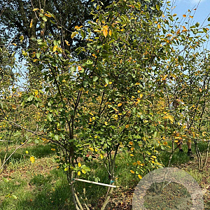 Amelanchier lamarckii 250-300 cm draadkluit meerstammig