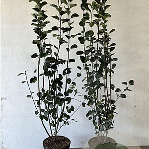 Amelanchier spicata 100-125 cm 7,5L solitair
