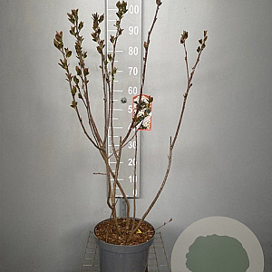 Aronia melanocarpa 80-100 cm 7,5L