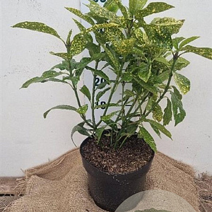 Aucuba jap. 'Variegata' 40-60 cm 7,5L
