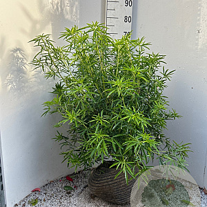 Choisya 'Aztec Pearl' 60-80 cm met kluit