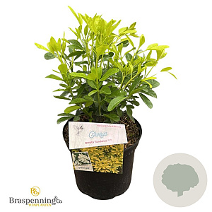 Choisya t. Sundance 30-40 cm 5,0L