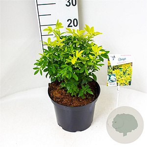 Choisya t. Sundance 30-40 cm 5,0L