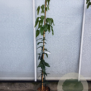 Clematis armandii 175-200 cm 7,5L