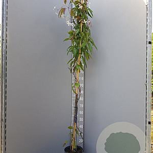 Clematis armandii 175-200 cm 7,5L