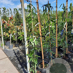 Clematis armandii 175-200 cm 7,5L