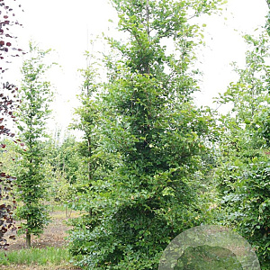 Fagus sylvatica 250-300 cm draadkluit beveerd 