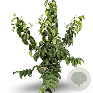 Heptacodium miconioides 80-100 cm 12L