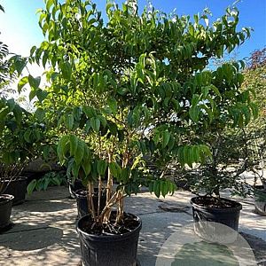 Heptacodium miconioides 200-250 cm container meerstammig