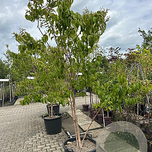 Heptacodium miconioides 200-250 cm container meerstammig